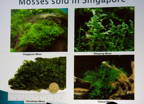 Mosses Sold in Singapore