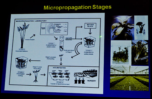Microprogation Stages
