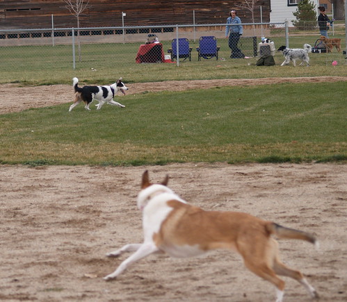 Running After Flyball