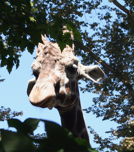 zoo giraffe head 2