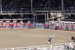 Calgary Stampede Rodeo - Tie Down Roping