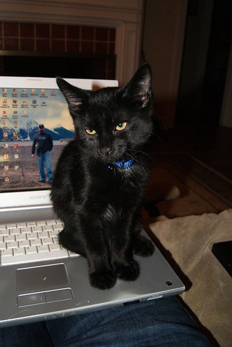 Smokey and the laptop