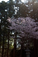 檜と桜