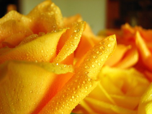 water droplets on yellow rose