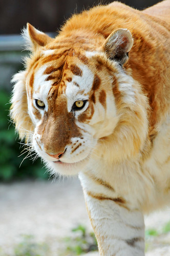 Walking golden tiger by Tambako the Jaguar