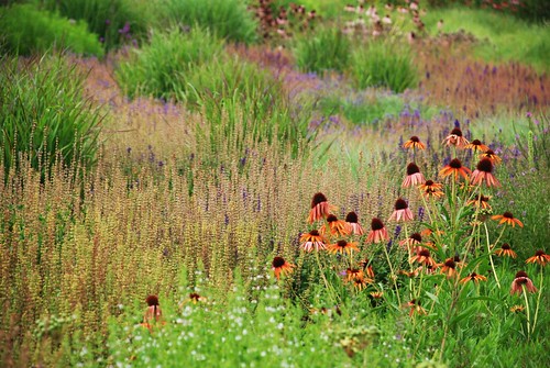 Orange and Purple coneflowers in a field
