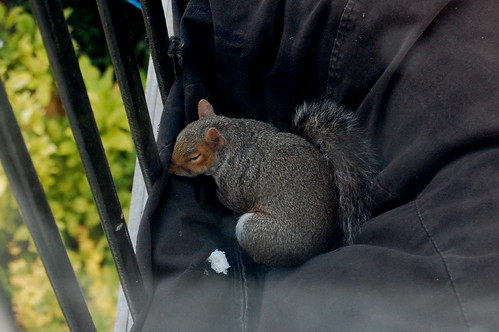 Squirrel in Beanbag