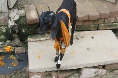 Limping Goat