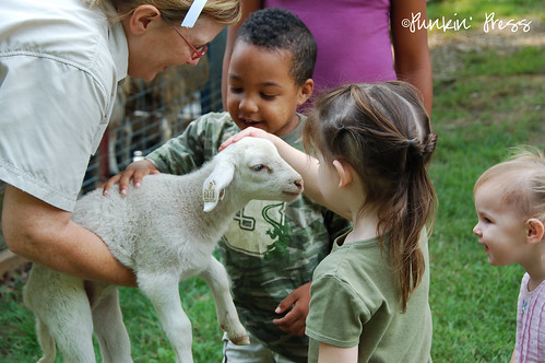 Shepherd Day Camp ::: Baby Lambs