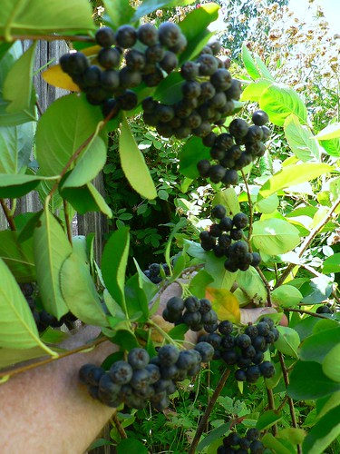 aroantioxidant-fruits.coma berries