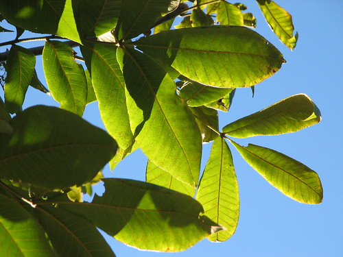 hickory leaves