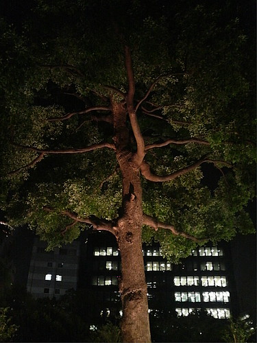 Nature in the city at night