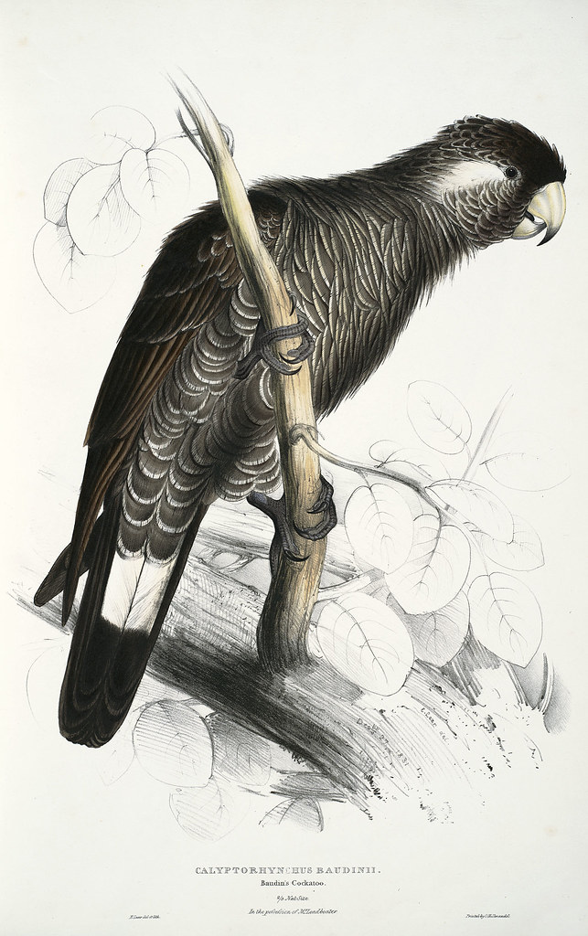 Calyptorhynchus baudinii. Baudin's cockatoo