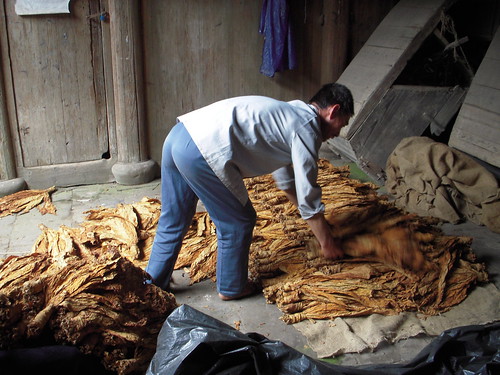 Classifying the tobacco - My daddy