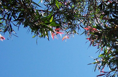 Red-tipped tree leaves