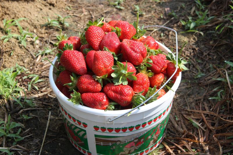 Mmmm, strawberries