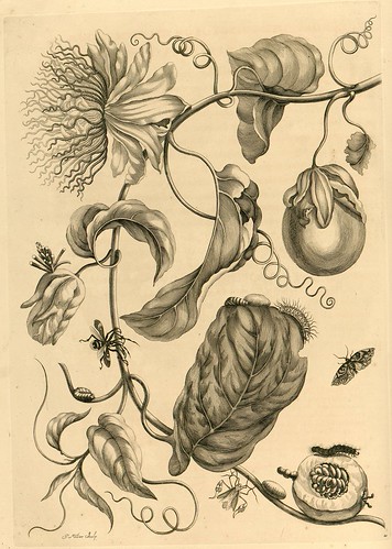 Metamorphosibus Insectorum Surinamensium (p51)