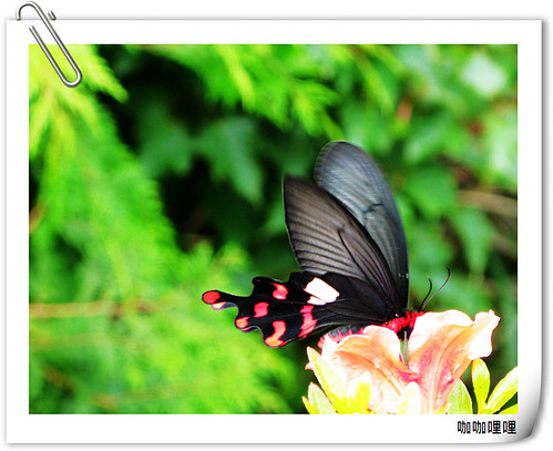16漂亮蝴蝶