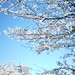 桜のある風景をミニデジで（2009.04.09）