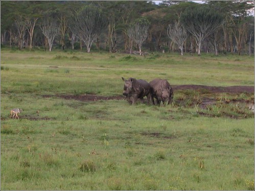 你拍攝的 49 Lake Nakuru - Rhino & Jackal。