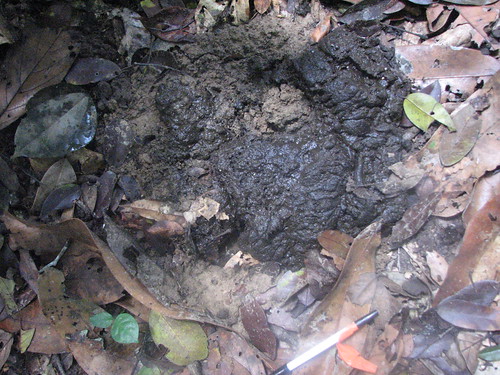 buffalo dung in the forest