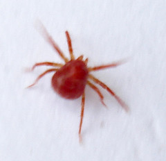 DSC00275 British Spiders - Ticks, Mites & False Scorpions