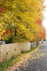 fall trees path