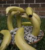Bananahenge