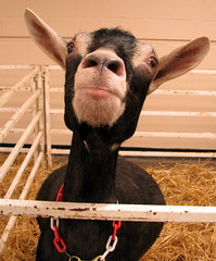 100 Things to see at the fair #91: all kinds of goats