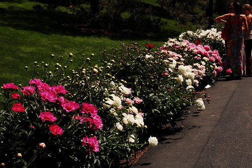 The Peonies along Perennial Way are in full flower. 