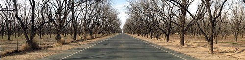 Pecan groves near San Miguel, New Mexico, USA