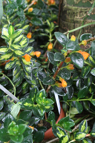 goldfish plant. Goldfish plant at U.S. Botanic