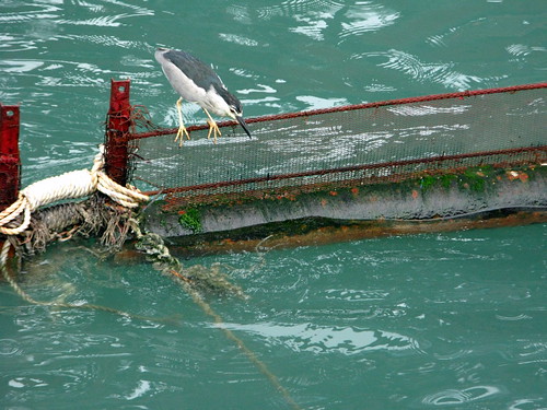 A bird competing with human progress in Hong Kong