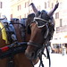 Cavallo in Piazza della Rotonda