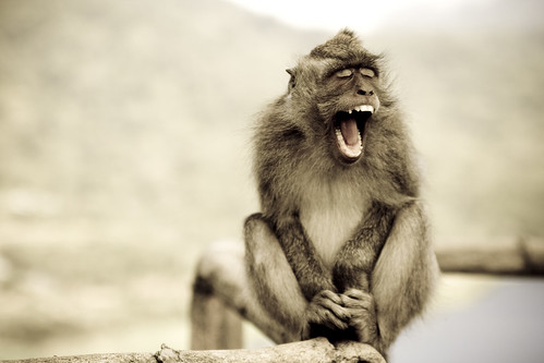 Yawning Monkey at Bali