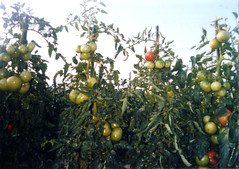 tomato / トマト