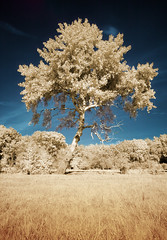 Cotswold Water parks - lonely tree