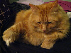 Jasper sleeping on the luggage