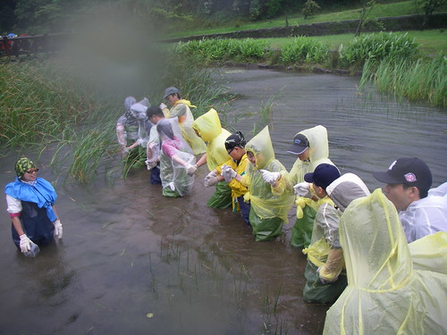 志工們為了避免身陷泥沼，在水池中手牽手一起前進，進行移除外來種的工作。