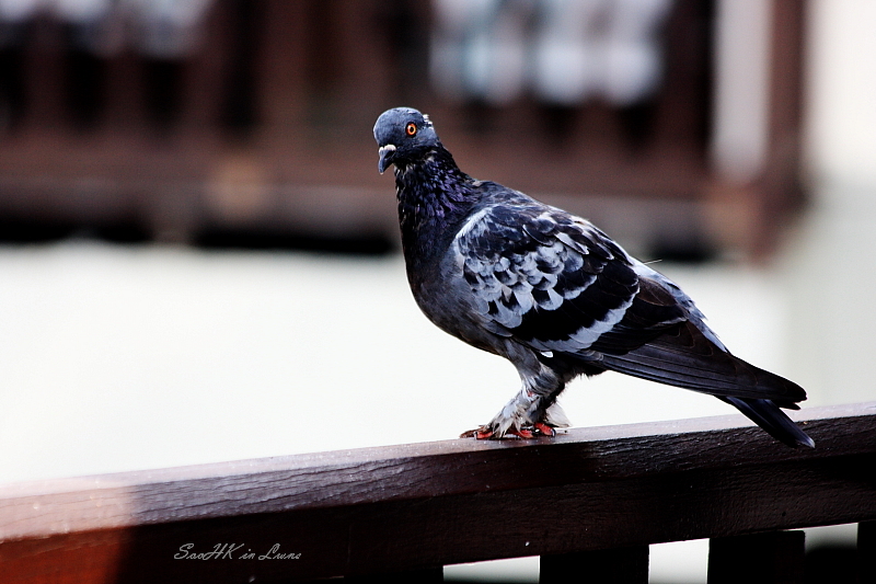 Big Bird @ Avillion Port Dickson