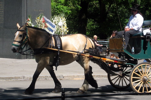 NYC carriage horse