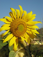 Sun Flower and Bee
