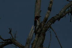 Red-headed-Woodpecker-2