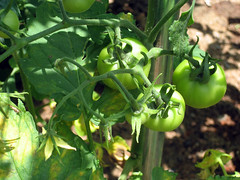 park's early challenge tomatoes ripening