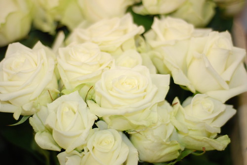 Flowers Pictures Roses. Garden flowers - white roses