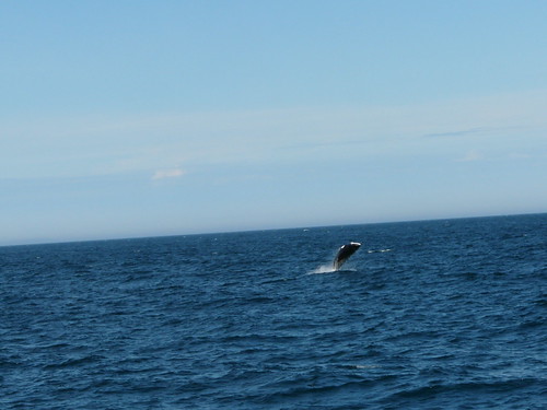 balena harbour porpoise saltant a Husavik