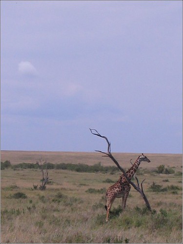 你拍攝的 51 Masai Mara - Giraffe。