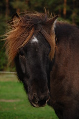 Huginn, the most beautiful horse ever