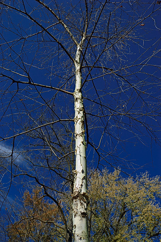 Missouri Botanical ("Shaw's") Garden, in Saint Louis, Missouri, USA - birch tree