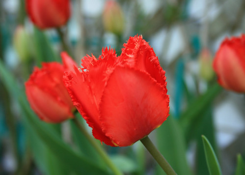 fringed red tulips